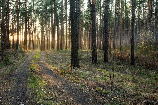 Прекрасний захід сонця в лісі — стокове фото