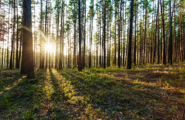 Puesta de sol en bosques — Foto de Stock