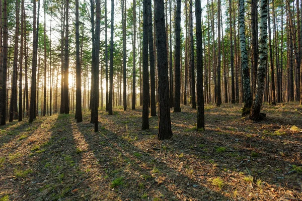 Hermosa puesta de sol en el bosque — Foto de Stock