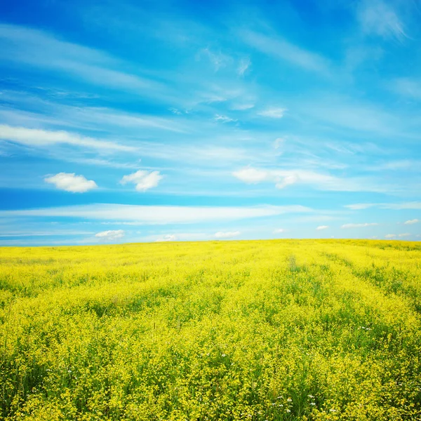 Campo di colza — Foto Stock