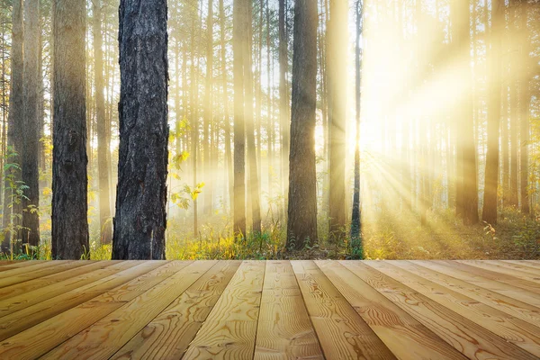 Wald und Boden — Stockfoto