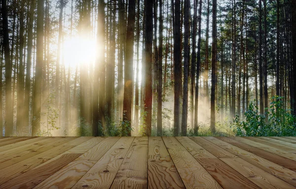 Orman ve zemin — Stok fotoğraf