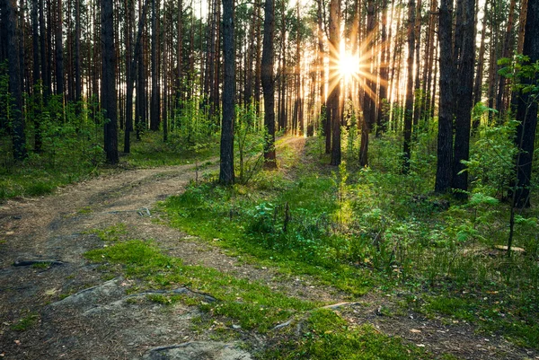 Sunset in woods — Stock Photo, Image