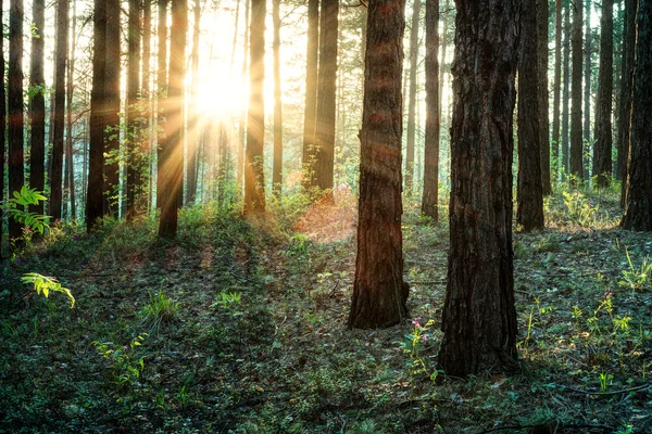 Sunset in pine woods — Stock Photo, Image