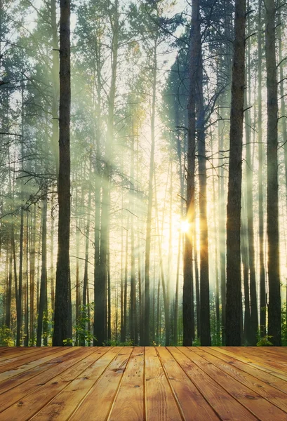 Wald und Boden — Stockfoto