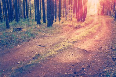 Yol th autumne ahşap