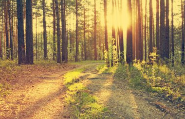 Ormanda günbatımı kirişler