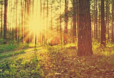 Ormanda günbatımı kirişler