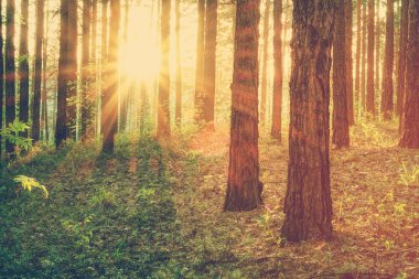 Ormanda günbatımı kirişler