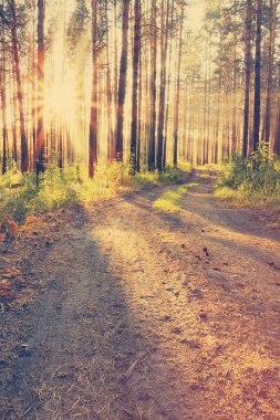 Ormanda günbatımı kirişler