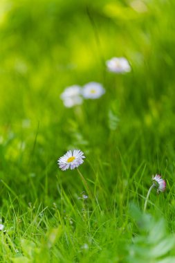 yeşil çim ve papatyalar
