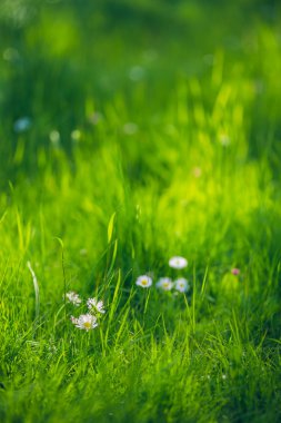 yeşil çim ve papatyalar