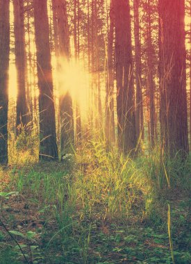 Ormanda güzel bir gün batımı