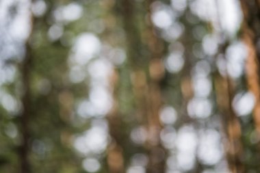 zomer bos intreepupil schot