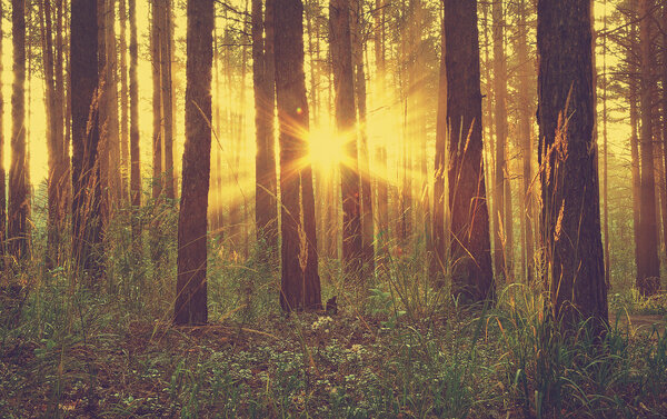 Beautiful sunset in the woods, retro filtered, instagram style