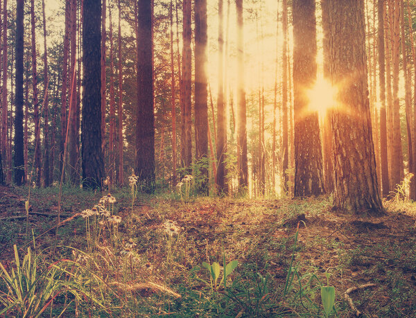 Sunset in the woods, retro filtered, instagram style