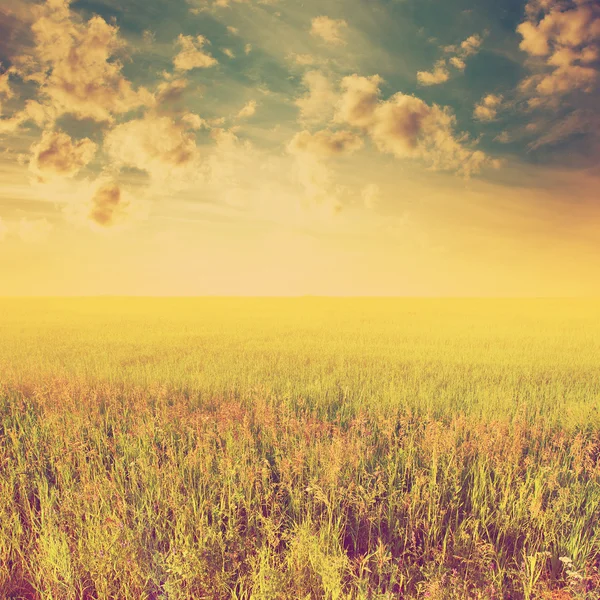 Field and sunsey sky — Stock Photo, Image