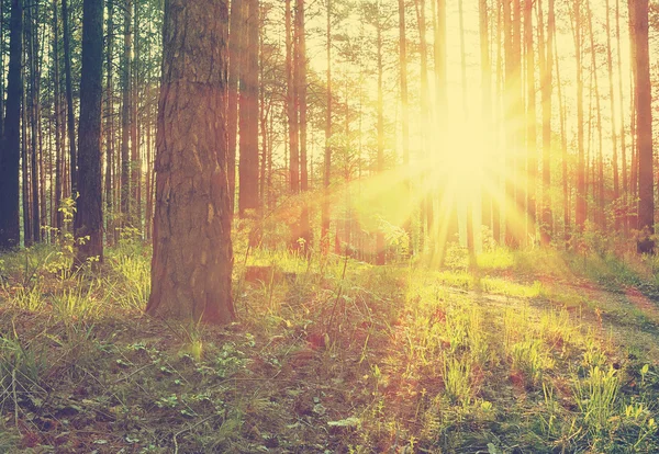 Rayons de soleil couchant dans les bois — Photo