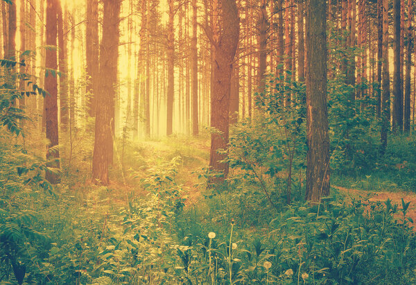 Misty forest at sunset, retro filtered, instagram style
