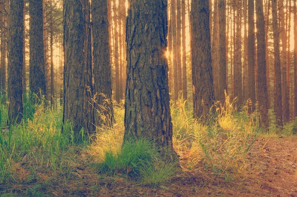 Sunset beams in the wood — Stock Photo, Image