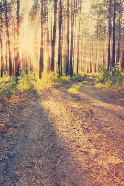 Rayons de soleil couchant dans le bois — Photo