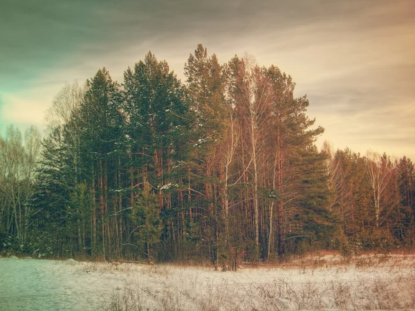 Paysage forestier hivernal — Photo