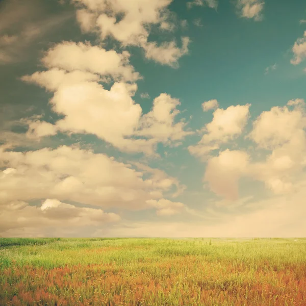 Cielo e campi estivi — Foto Stock