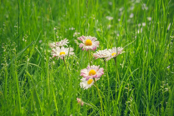 Green grass and daisies — Stock Photo, Image