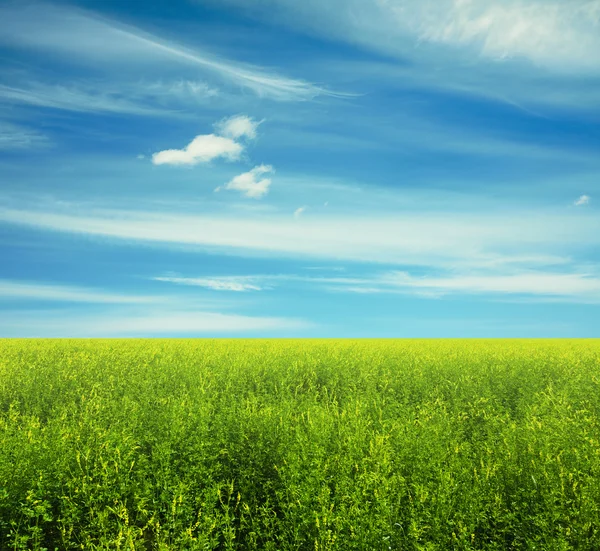 Небо и летнее поле — стоковое фото
