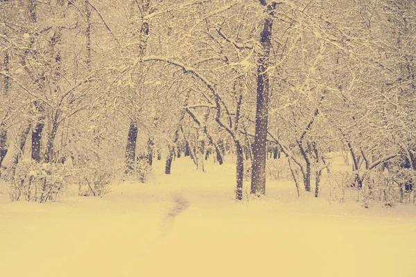 Mrożone drewna pod śniegiem — Zdjęcie stockowe