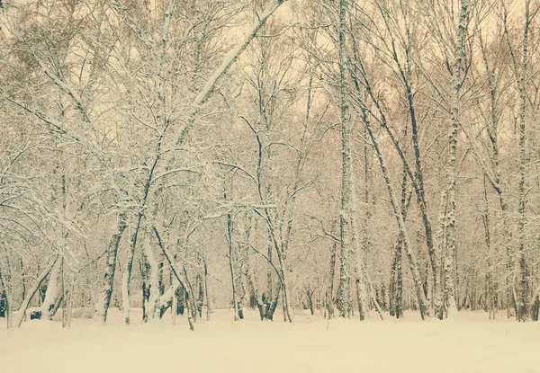 Bevroren hout onder de sneeuw — Stockfoto