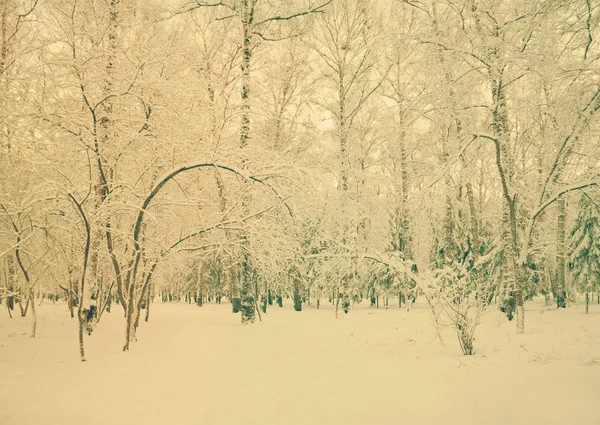 雪で覆われた森の中 — ストック写真