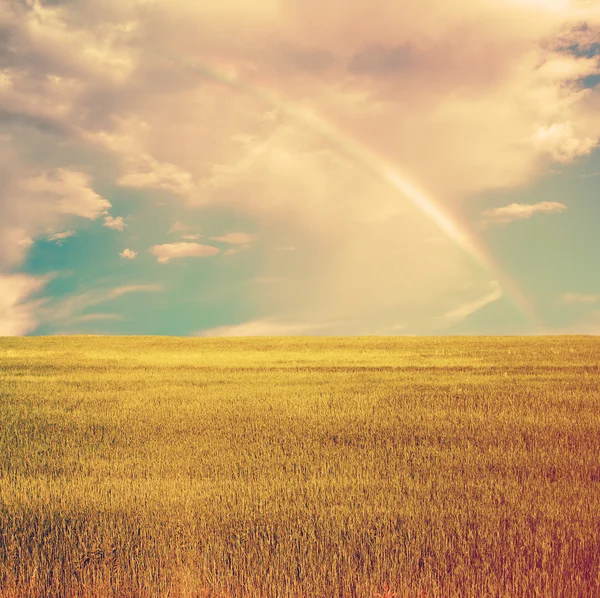 Cielo con campos de verano — Foto de Stock