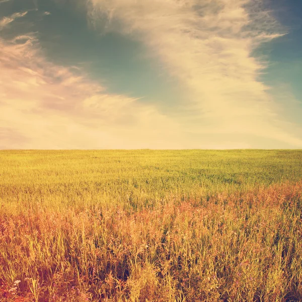 Sky and yellow rapeseed fiel — Stock Photo, Image