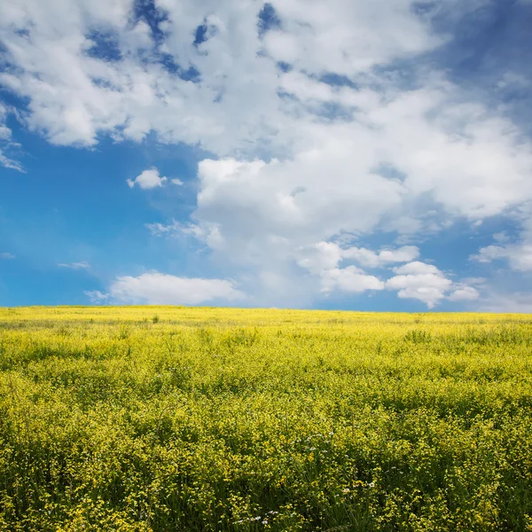 Żółty Rzepakowego pola — Zdjęcie stockowe