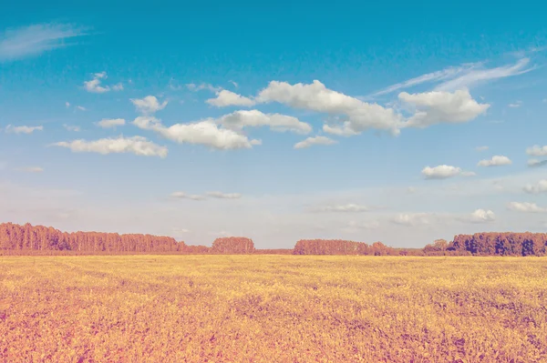 Sky och sommaren fält — Stockfoto