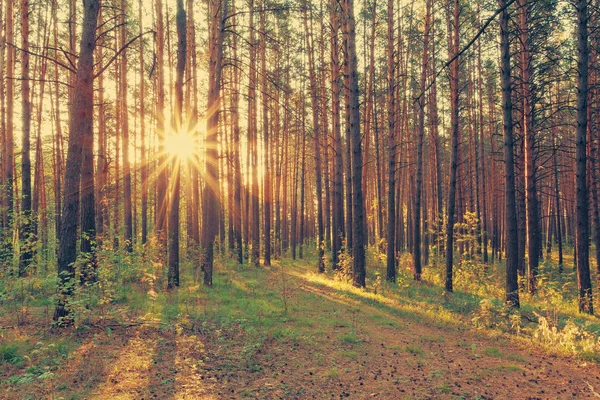 Schöner Sonnenuntergang im Wald, — Stockfoto