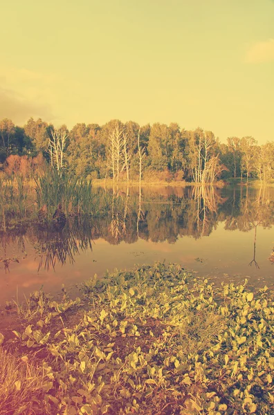 Лесное озеро — стоковое фото