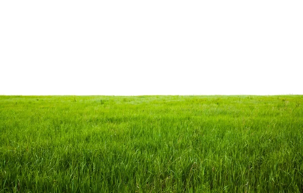 Campos isolados em branco — Fotografia de Stock