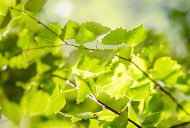 Yapraklı yeşil arkaplan