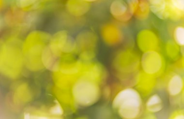 yaz yeşil bokeh arka plan