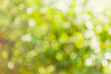 yaz yeşil bokeh arka plan