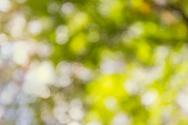 yaz yeşil bokeh arka plan