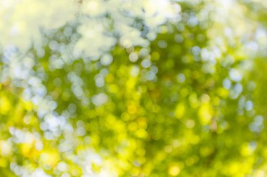 yaz yeşil bokeh arka plan