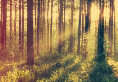 Ormanda güzel bir gün batımı