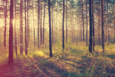 Ormanda güzel bir gün batımı