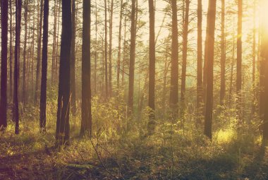 Ormanda güzel bir gün batımı