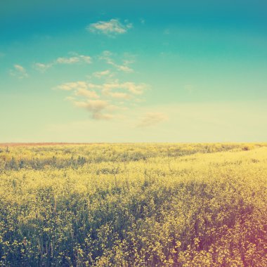 Gökyüzü ve sarı kolza tohumu alan