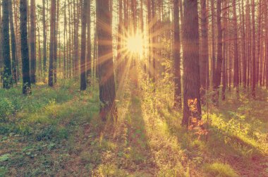 Ormanda güzel bir gün batımı