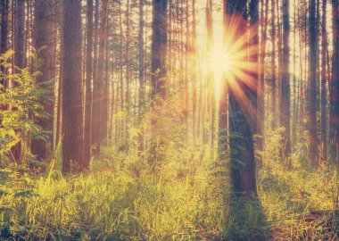 Ormanda güzel bir gün batımı